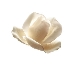 Flying White Rose Petals with Soft Floral Texture and Elegant Aesthetic, Isolated on transparent background 