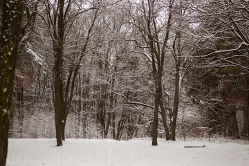 Winter Wonderland Walk: Snowy Forest Adventure 