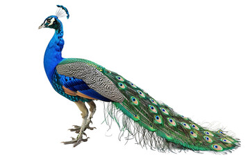 Naklejka premium Proud Peacock Fanning Its Tail Feathers in Splendor Isolated on Transparent Background