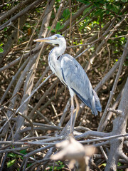 Héron cendré dans la mangrove africaine