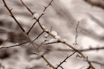 Winter Wonderland Walk: Snowy Forest Adventure 