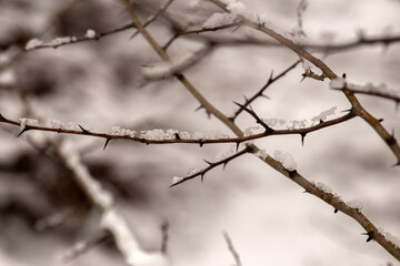 Winter Wonderland Walk: Snowy Forest Adventure 