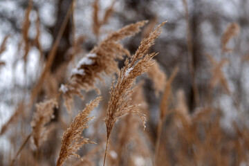 Fototapeta premium Winter Wonderland Walk: Snowy Forest Adventure 