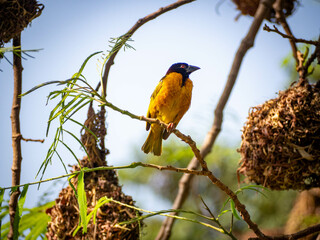 Petit oiseau jaune en portrait