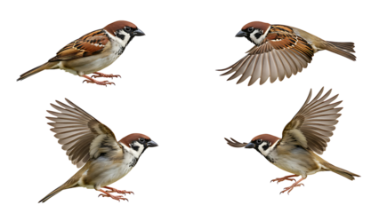 House sparrow bird in various poses including flying and perching natural wildlife transparent background,Natural Elegance: House Sparrow in Motion and Stillness (Transparent PNG)