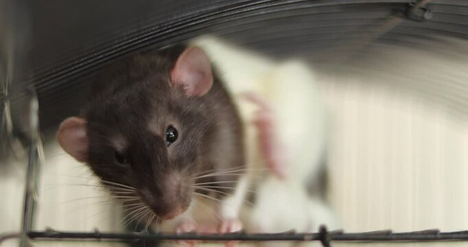 The rat washes itself in a cage. White and black domestic rat, mouse