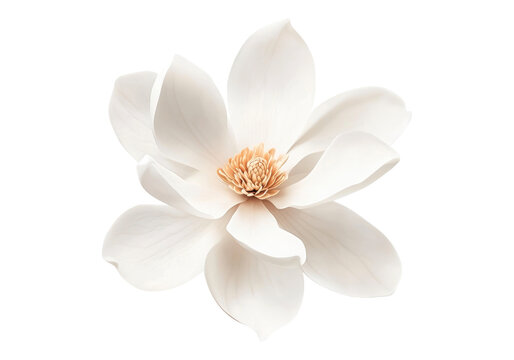 White mangolia flower.