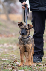 dog on a leash on a walk