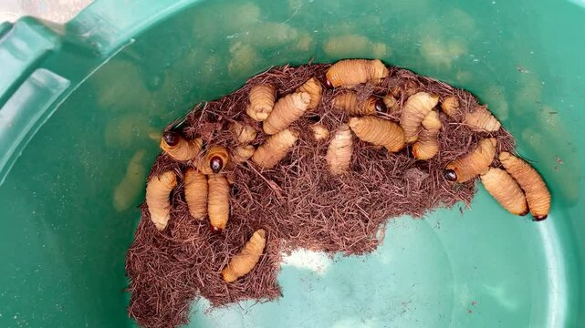 Aerial view of raw Amazon worms in bucket, Leticia, Colombia.