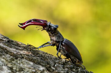 Male of the stag beetle, Lucanus cervus, sitting on oak tree. A rare and endangered beetle species with large mandibles
