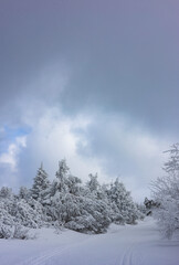 A road in the winter forest 