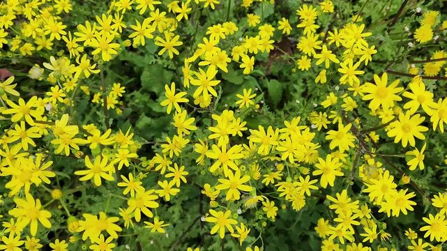 Yellow groundsel (Senecio sp) flowers blooming in the fields in February