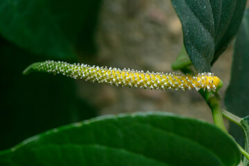Black pepper leaves and flowers 