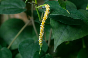 Black pepper leaves and flowers 