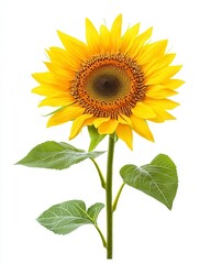 Obraz premium Radiant Yellow Sunflower Blossom with Green Foliage on a Pure White Background and many related keywords. Keywords sunflower, yellow, flower, isolated, white background, floral, nature, plant, bloom