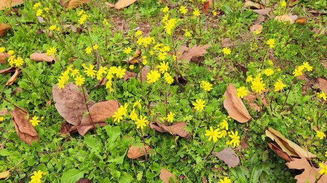 Yellow groundsel (Senecio sp) flowers blooming in the fields in February