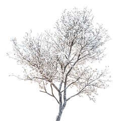 Fototapeta premium birch tree isolated on white background, clipping path.