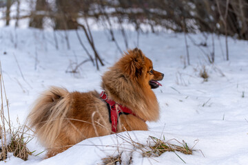 A dog with a red collar is laying in the snow. The dog is brown and has a red collar