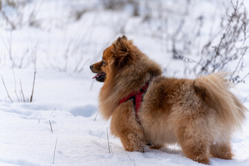 A small dog with a red harness is standing in the snow. The dog is looking to the right