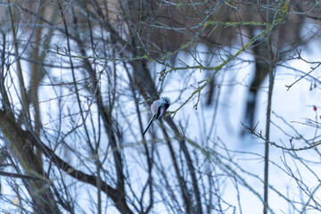 A bird is perched on a tree branch. The branch is covered in snow. The bird is small and gray
