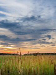 Obraz premium Field of tall grass with a cloudy sky in the background