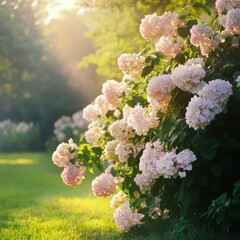 Blooming hydrangeas surround sunlit garden in serene afternoon setting