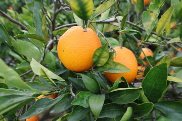 Green unripe lemon. High quality photo