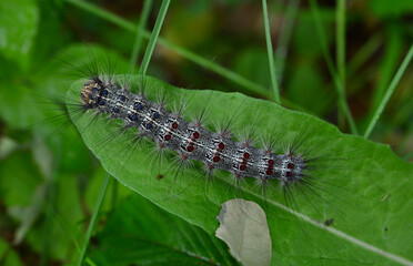 Closeup of a Fluffy Caterpillar