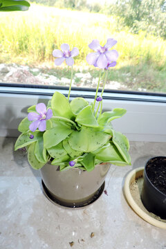 Flowering butterworts Tina and many dark-winged fungus gnats stuck to its leaves, purple flowers