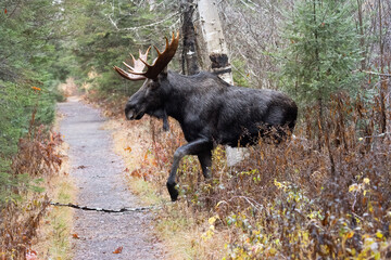 Bull Moose Stepping onto a Forest Path in Northern Ontario Canada, Mizzy Trail, Wildlife Photography