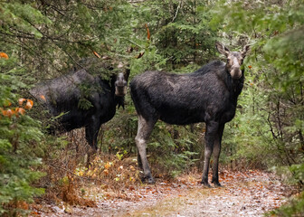 Two Moose Standing in a Forest Path, Northern Ontario Canada, Mizzy Trail, Wildlife Photography