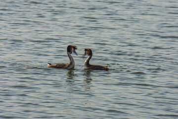 courting grebes in river Oude Ijssel