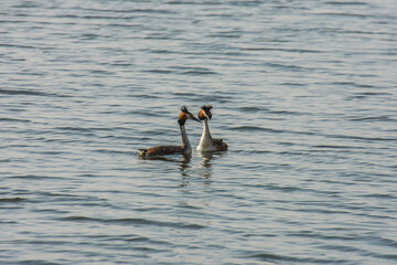 courting grebes in river Oude Ijssel