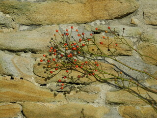 Hagebutten an der Steinmauer