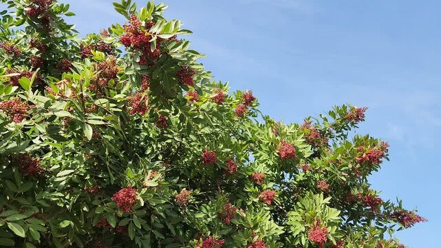 Brazilian pepper tree (Schinus terebinthifolia) wth berries, bright red, and clustered, adding a vibrant splash of color to the tree's dense, evergreen foliage during the fall and winter 