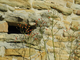 Äste mit roten Beeren an der Wand