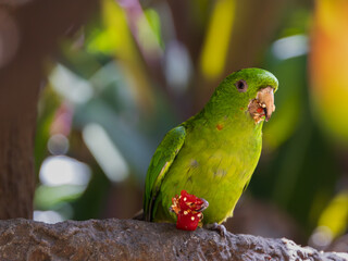 Bright green parrot enjoying a snack in a lush garden during a sunny afternoon