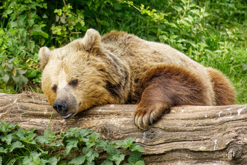 A brown bear resting at Whipsnade zoo