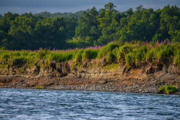 Obraz premium lake in the forest