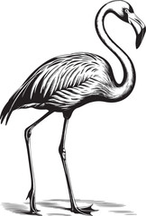 Vintage engrave flamingo art set illustration. Engraving flamingo bird vector illustration.