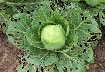 Cabbage leaves are damaged by slugs
