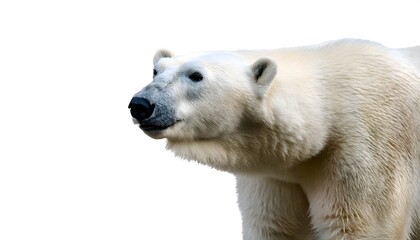 Fototapeta premium Polar bear isolated on white background for wildlife illustrations and arctic animal design projects featuring majestic and powerful ice habitat creatures