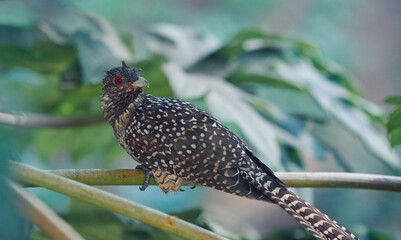 closeup of immature female Asian koel (Eudynamys scolopaceus) sitting in tree branches. Having blackish brown feathers with white wing dots, the bird is common in Indian subcontinent.