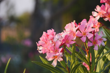 The pink inflorescence has long petals with a yellow center, surrounded by green leaves.