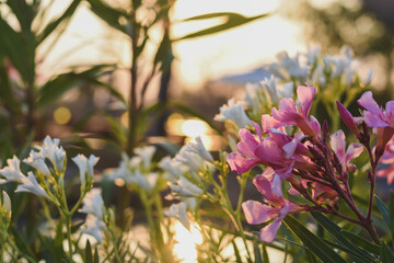 The pink inflorescence has long petals with a yellow center, surrounded by green leaves.