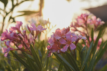The pink inflorescence has long petals with a yellow center, surrounded by green leaves.