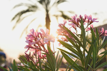 The pink inflorescence has long petals with a yellow center, surrounded by green leaves.