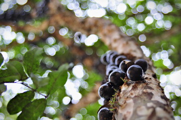 A bunch of black Jabuticaba fruit on the Jabuticaba tree (also called the Brazilian grape)....