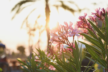 The pink inflorescence has long petals with a yellow center, surrounded by green leaves.