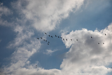 Enten in der Luft
